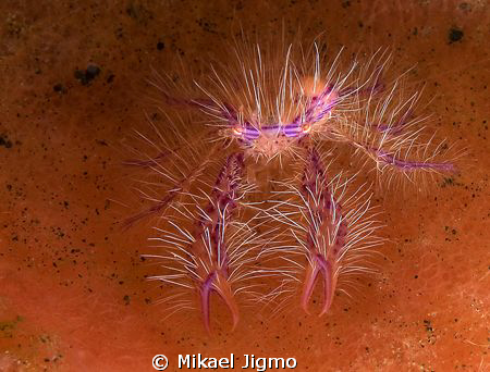 Beautiful 
I found this Hairy Squat Lobster at Scuba Ser... by Mikael Jigmo 