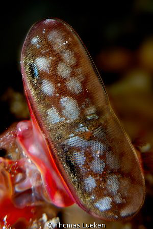 found in Lembeh; d200 by Thomas Lueken 