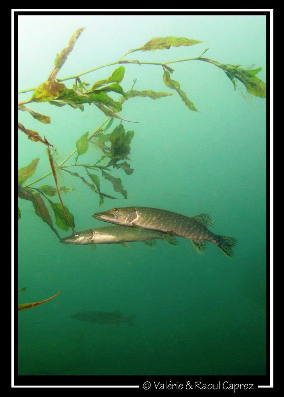 Picture taken with a Canon G9. by Raoul Caprez 
