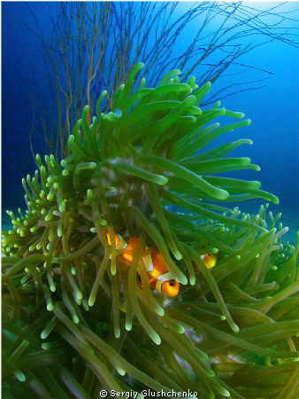 Raja Ampat. Clown fishe & anemon in the carrent by Sergiy Glushchenko 