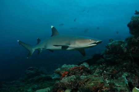 D-70 wih two strobes.  On a shark feed dive in Fiji, this... by Josh Dexter 