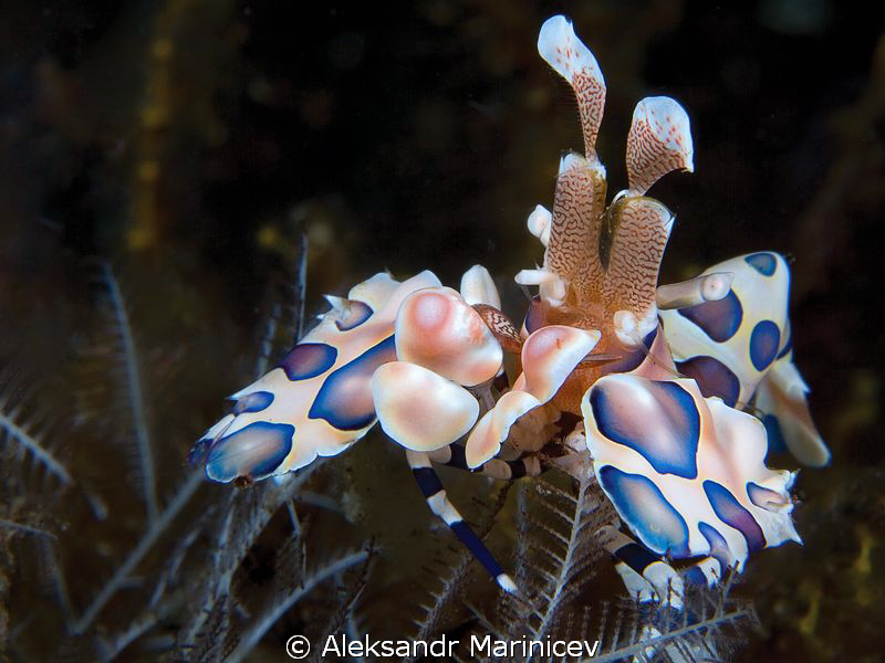 Harlequin shrimp by Aleksandr Marinicev 