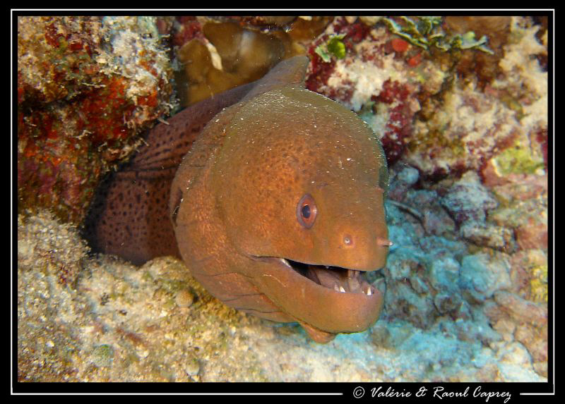 Nice smile ! by Raoul Caprez 