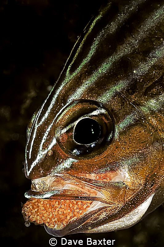 Cardinal fish spinning eggs to oxygenate them by Dave Baxter 