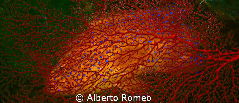 A  bluespotted coral grouper behind  a red gorgonian
 by Alberto Romeo 