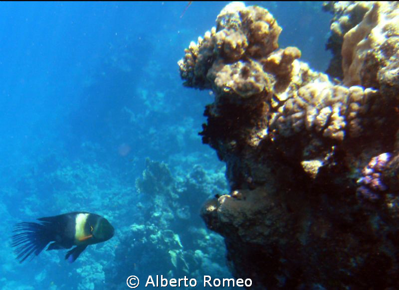 Kingwrasse Cheilinus lunulatus by Alberto Romeo 