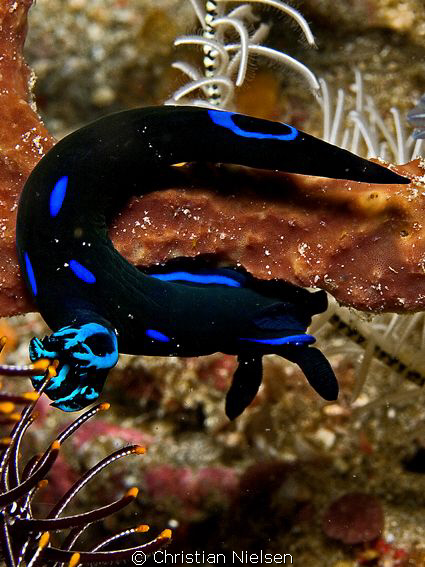 Acrobatics, Nudibranch workout in Komodo.
Olympus E330, ... by Christian Nielsen 