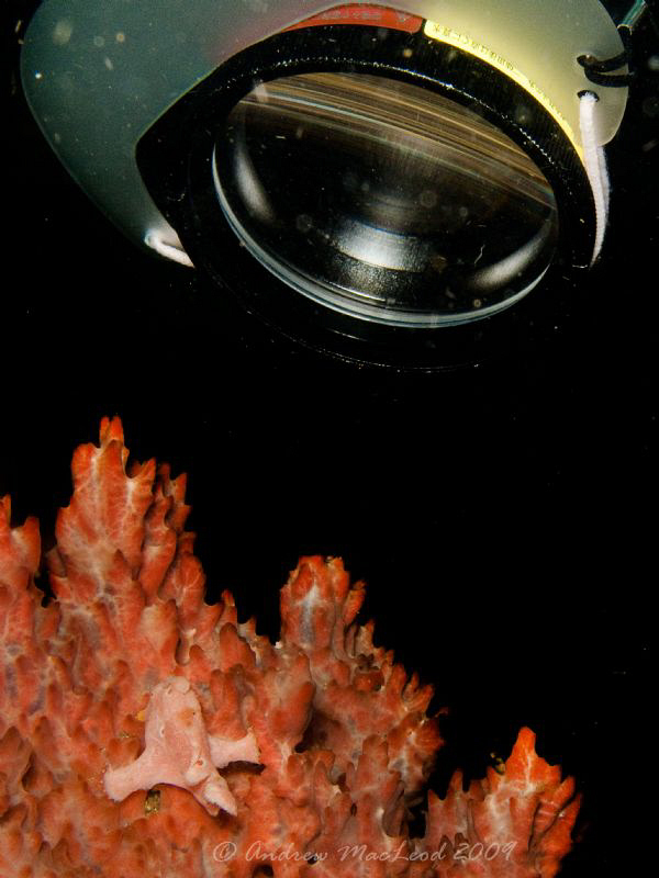 smile for the camera... diving photographers doing what p... by Andrew Macleod 