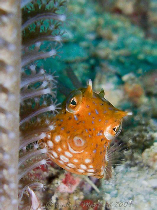 peek a boo! PG, philippines, an old one with the casio ex... by Andrew Macleod 