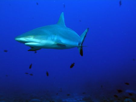 I photographed this shark in Bora Bora in May 2004 with a... by Barbara Hinton 