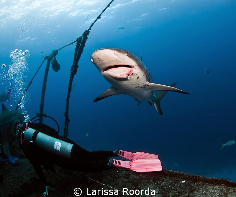 Dee searching for a shark's tooth after the shark dive. "... by Larissa Roorda 