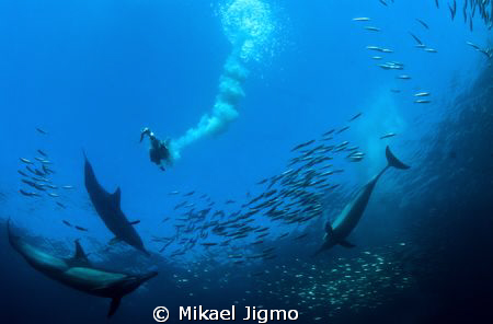 I got one.
This is during the Sardine Run, a Cape Gannet... by Mikael Jigmo 