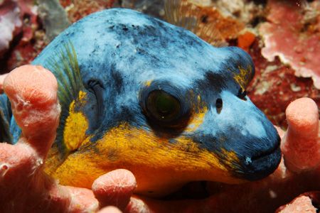 Ever seen a puffer in those colors? by Tunc Yavuzdogan 