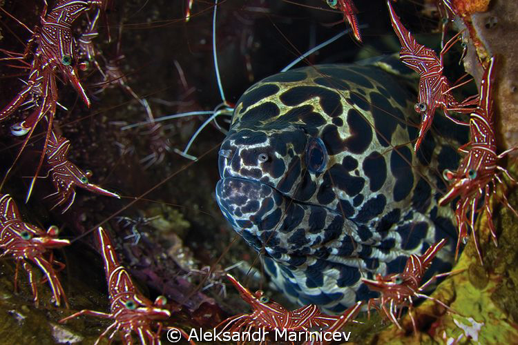 Durban shrimps dance around Moray by Aleksandr Marinicev 
