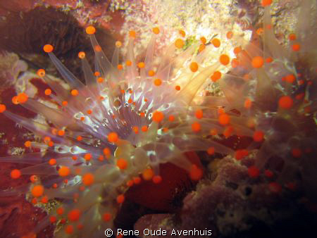 Orange Ball Corallimorph, commonly known as a Orangeball ... by Rene Oude Avenhuis 