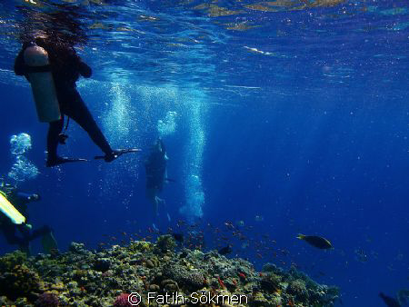 At the end of dive, group is rising up. by Fatih Sökmen 