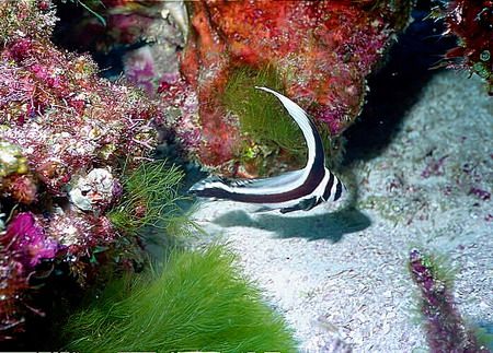 I love finding these especially in their juvenille stage.... by Michael Odonnell 