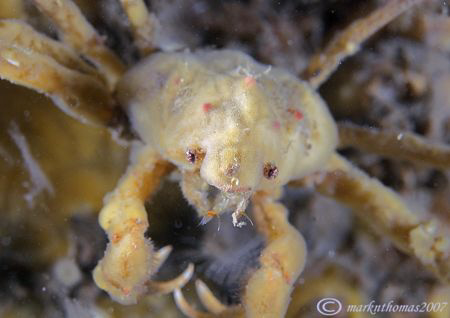 Sponge spider crab - Menai Straits, Wales.
D200 60mm. by Mark Thomas 