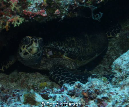 Turtle in hiding by Tony Anderson 