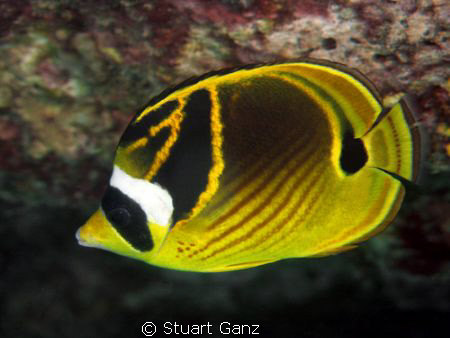 Raccoon Butterfly Fish by Stuart Ganz 