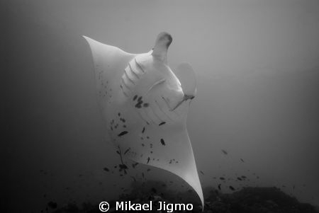 Manta Dance
Wide Angle, Raja Ampat by Mikael Jigmo 