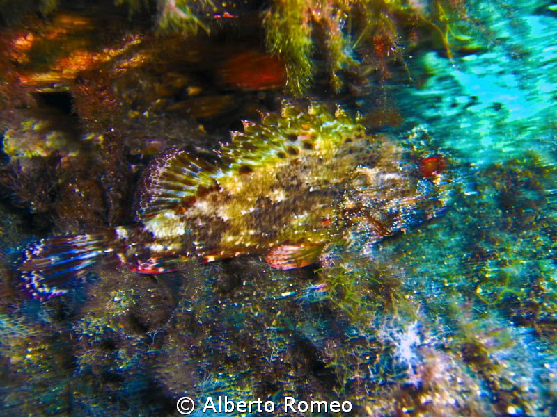 A scorpionfish shotted with "moved effect" no PS. by Alberto Romeo 
