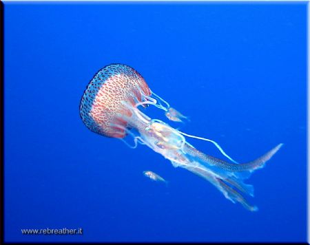 In decostop liguria italy by Roberto Delaide 