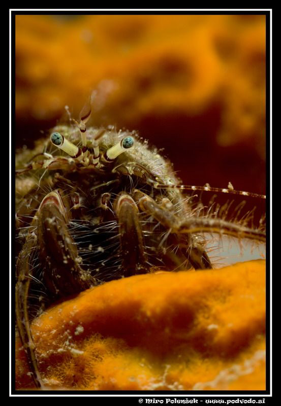 macro 100 mm by Miro Polensek 