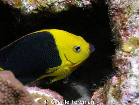 Taken aboard the Utila Aggressor November 2009 with an Ol... by Charlie Foreman 