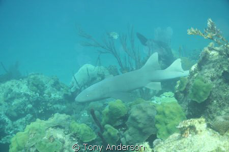 Nurse Shark by Tony Anderson 