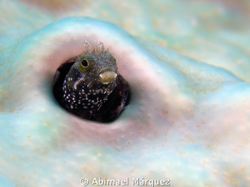 Underwater snow, Culebra by Abimael Márquez 
