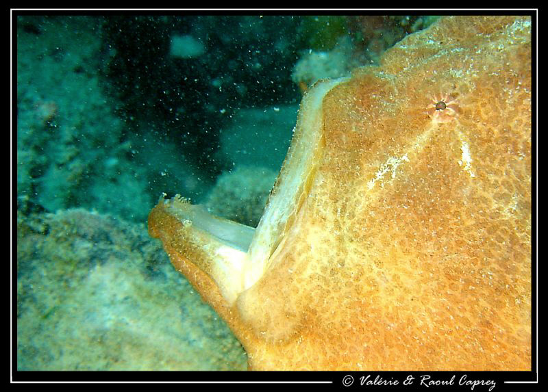 In action ! by Raoul Caprez 