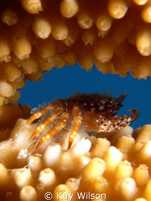 Mud Crab hiding in Elks Horn Coral by Kay Wilson 