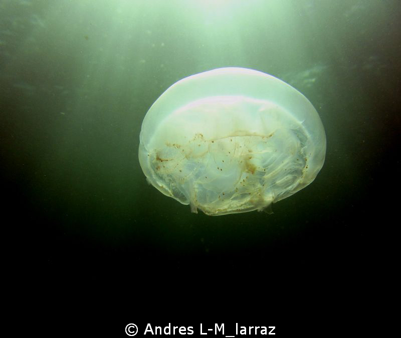 Phantasmagoric Jelly by Andres L-M_larraz 
