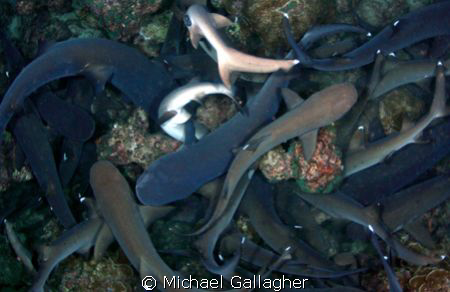Whitetip reef shark feeding frenzy - night dive at Cocos ... by Michael Gallagher 