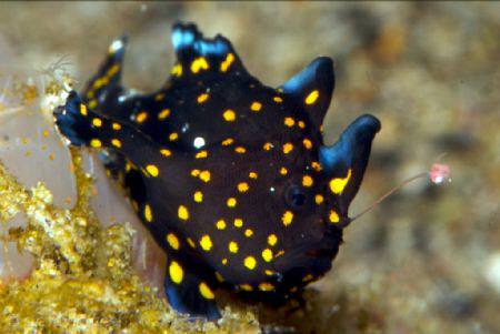 Little juvenile painted frogfish on the hunt to get bigger. by Steve De Neef 