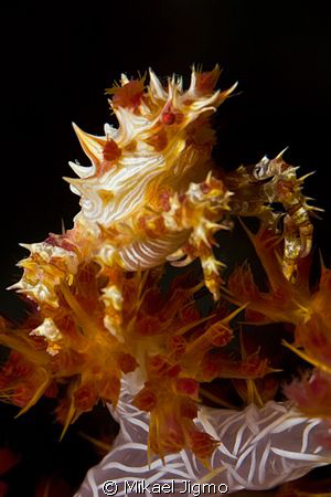 On top
This is taken in Bali Scuba Seraya Secrets Dive s... by Mikael Jigmo 