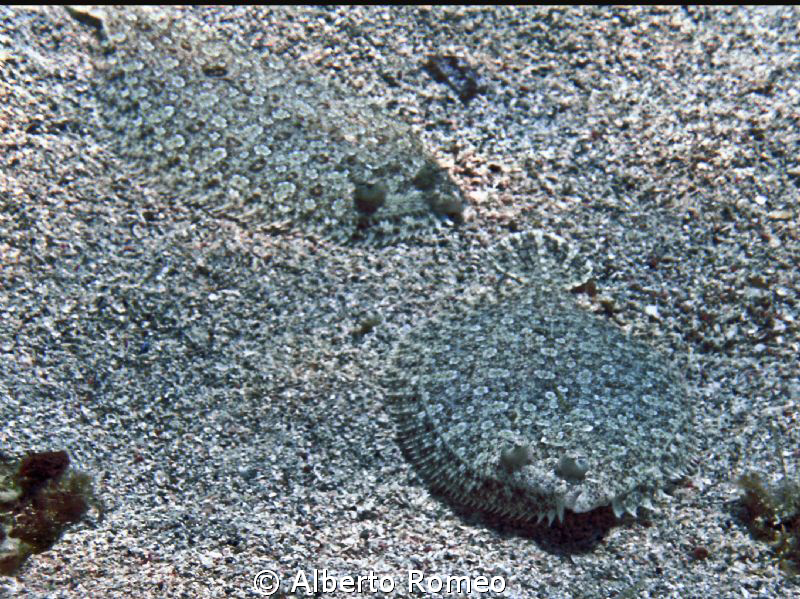 Flatfishes (Bothus podas) camouflaged on the sand of sout... by Alberto Romeo 