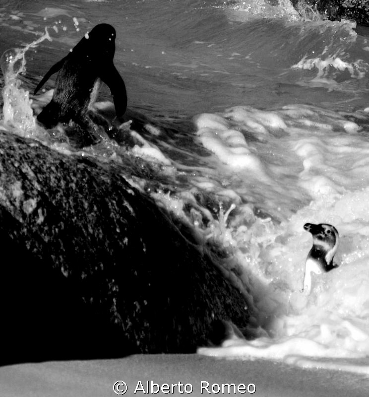 Dampened penguins of South Africa. by Alberto Romeo 