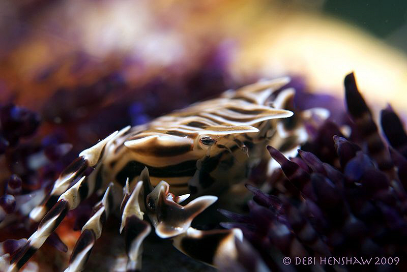 "In the Belly of the Fire" Straight out of the camera usi... by Debi Henshaw 