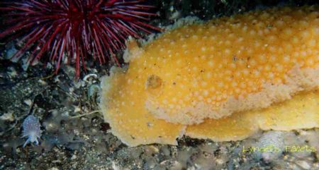 I noticed the huge orange peal nudibranch at first and wa... by Lyndell Weldon 