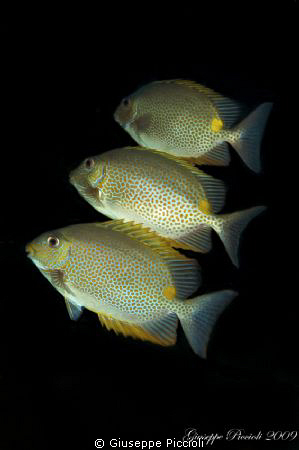 Triple compo by Giuseppe Piccioli 