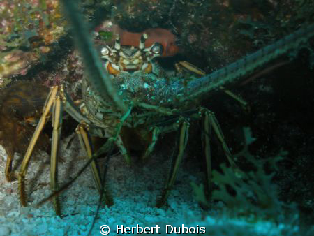 Lobster Close up by Herbert Dubois 