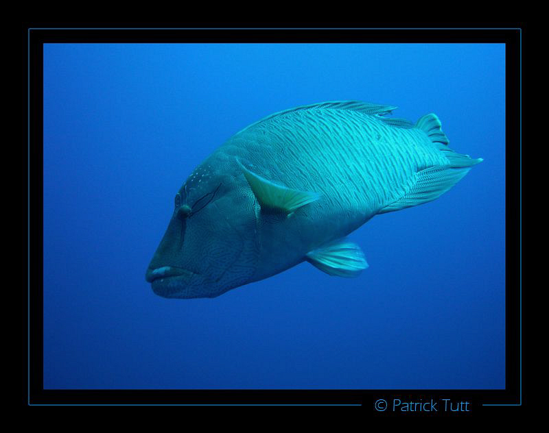 Napoeon in Broters Island - Egypt - Lumix FX01 by Patrick Tutt 