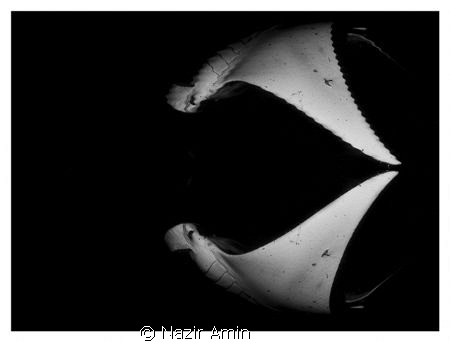 Manta on Black.. Water reflection created using photoshop by Nazir Amin 