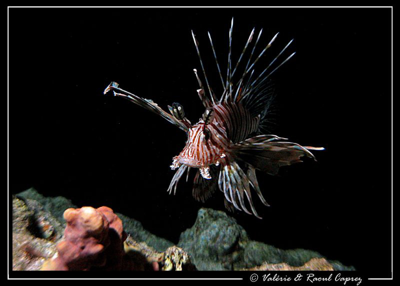 Out of the dark ! by Raoul Caprez 