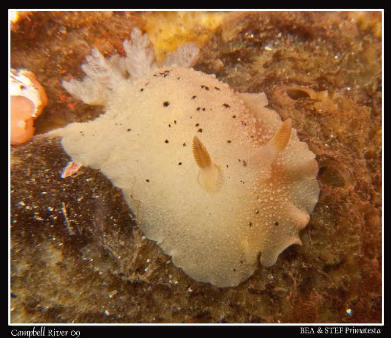 Noble sea lemon in soft tone, Peltodoris nobilis. Quadra ... by Bea & Stef Primatesta 