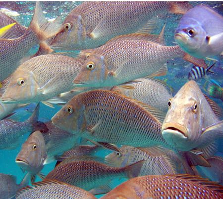 "Peak Hour" at Ningaloo Reef. by Penny Murphy 