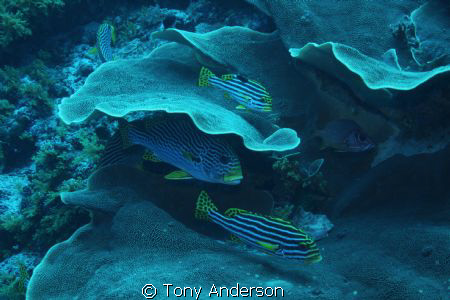 Sweet Lips by Tony Anderson 