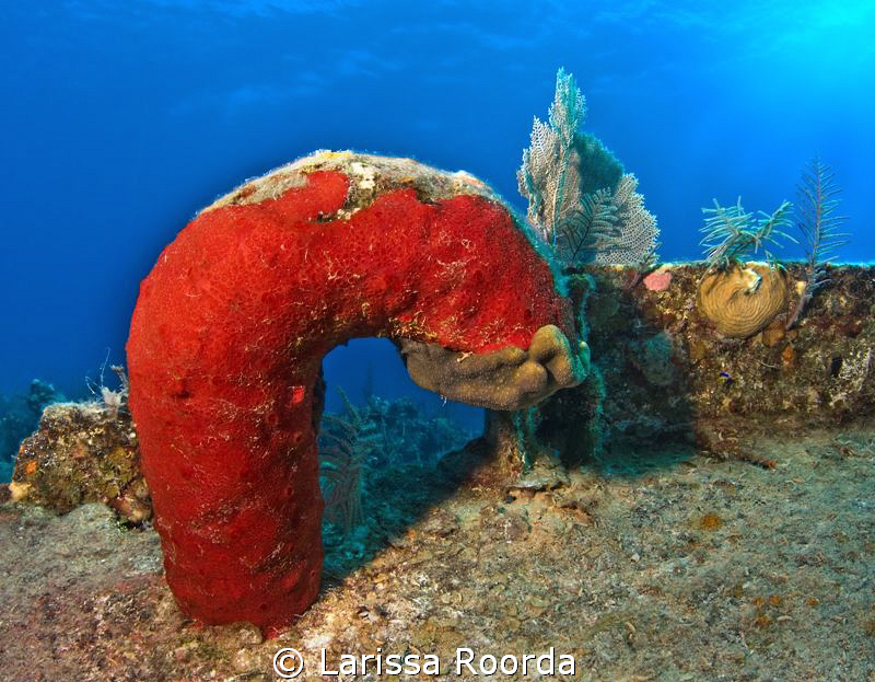 Happy Holidays!  (looks like a red candy cane)! by Larissa Roorda 